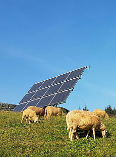 Naturverträgliche Solarparks